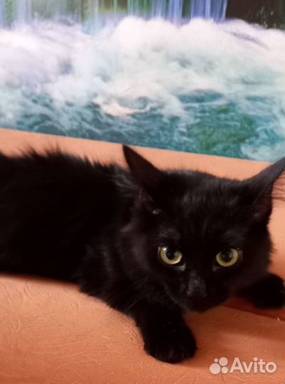 Красивейший котик