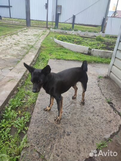 Домашние животные бесплатно собаки