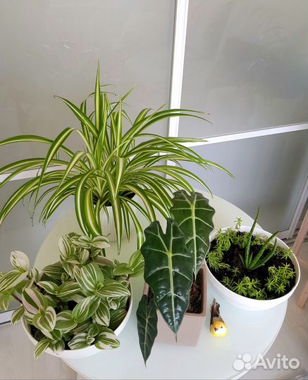 Комнатные растения