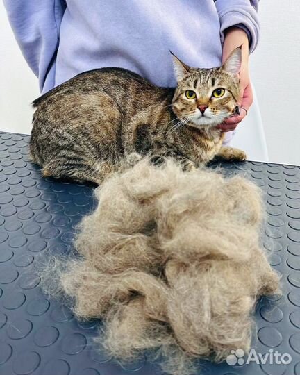 Груминг для собак и кошек