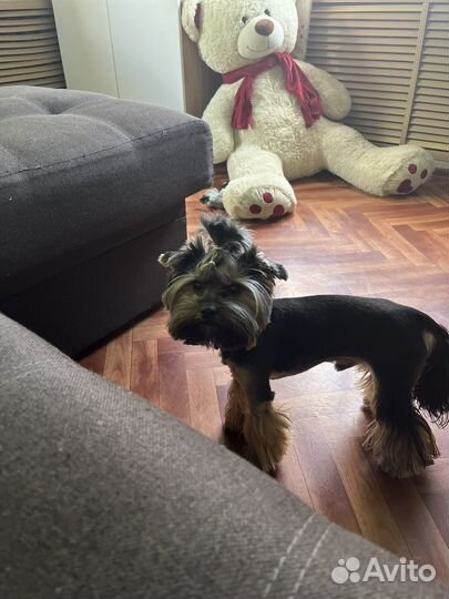 Щенки йорка