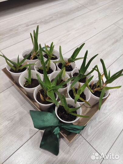 Комнатные цветы алоэ