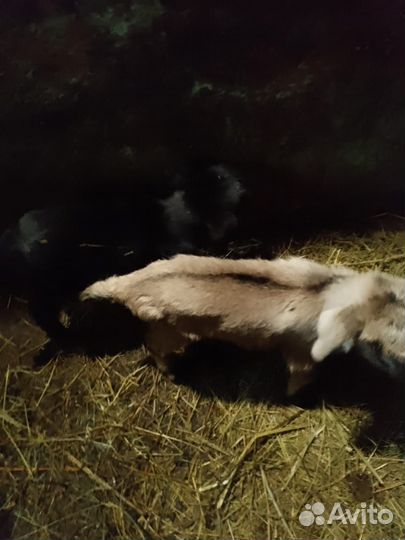 Продам козлят