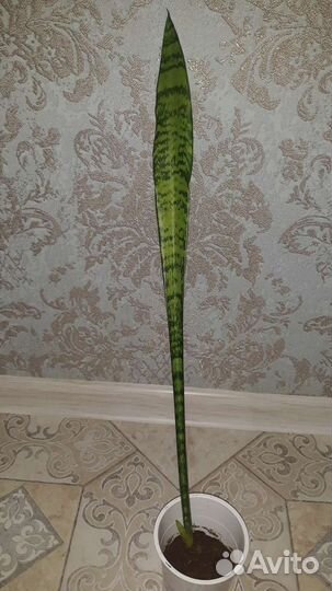 Полезное растение, кислород вырабатывает