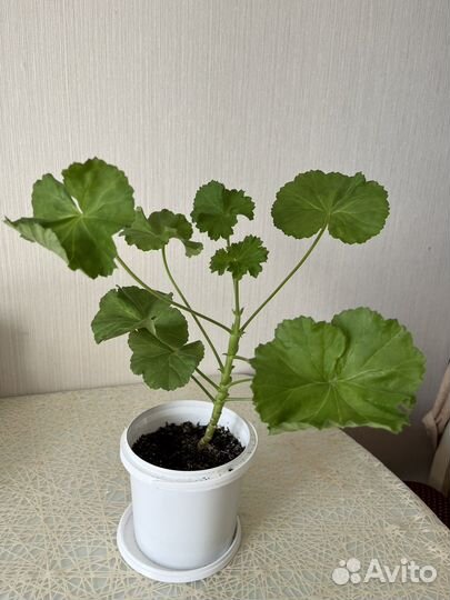 Герань белая