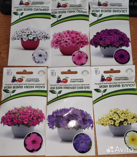 Петуния Тайдал, Изи Вейв, Опера, Шок Вейв