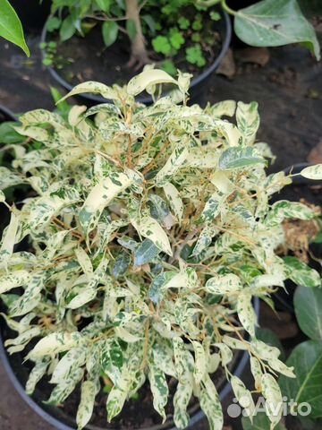 Фикус сафари супер белый купить в Саратове | Товары для дома и дачи | Авито