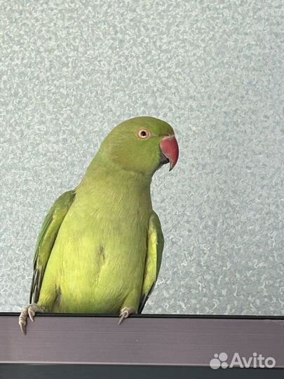 Ожереловый попугай самка