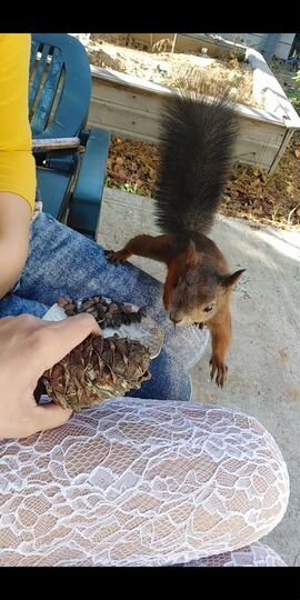 Участок 15 сот. (ИЖС)