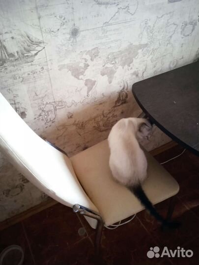 Котик бесплатно в добрые руки