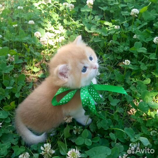 Британский кот. золотая шиншилла Bri ny12