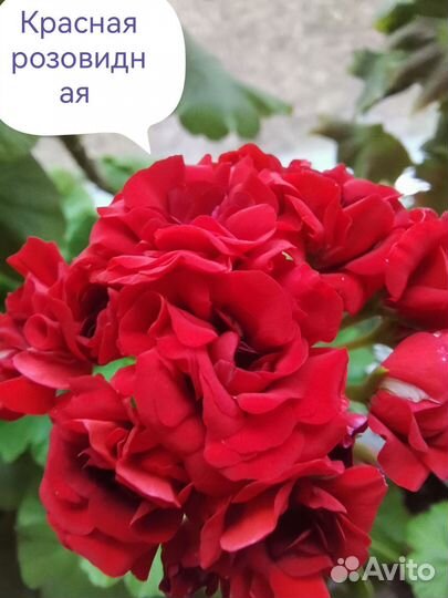 Пеларгонии сортовые