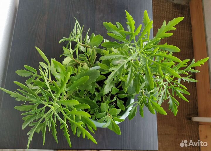 Каланхоэ оленьи рожки