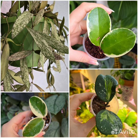 Комнатные растения