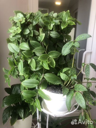 Традесканция, алое, декабрист и др