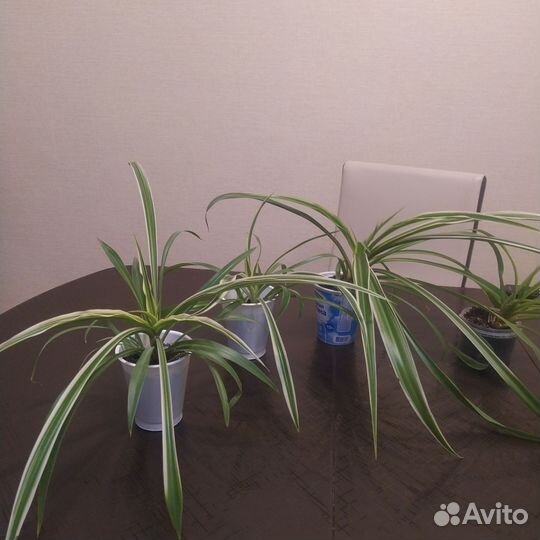 Хлорофитум отростки