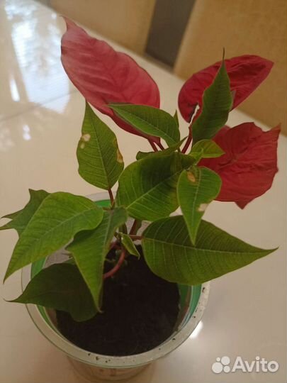 Пуансеттия