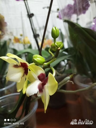 Орхидея бетмен