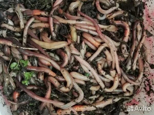 Червь Опарыш