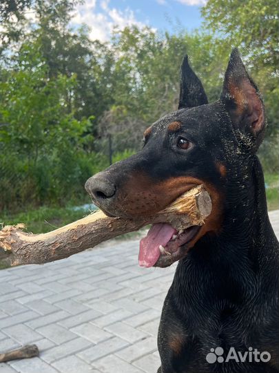 Доберман вязка