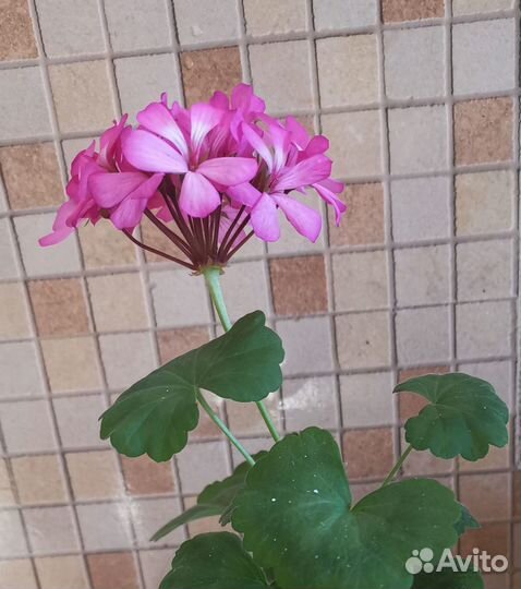 Фиалки, герань, фикус