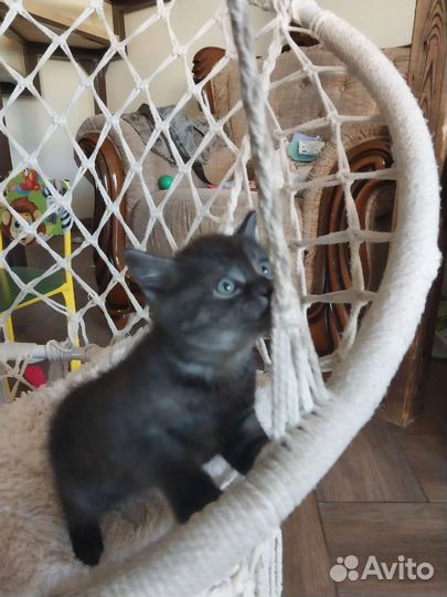 Кот в дар бесплатно