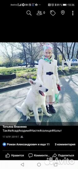 Швейцарская овчарка