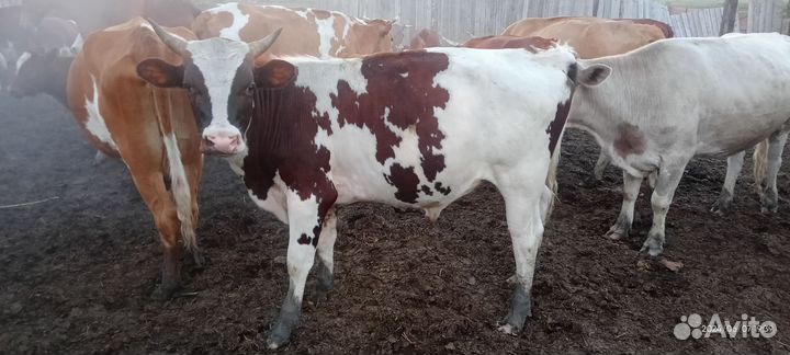 Бычки и телки