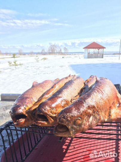 Рыбалка форель, карп, щука