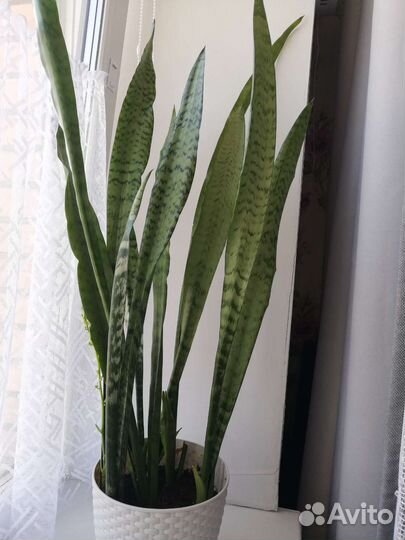 Сансевиерия