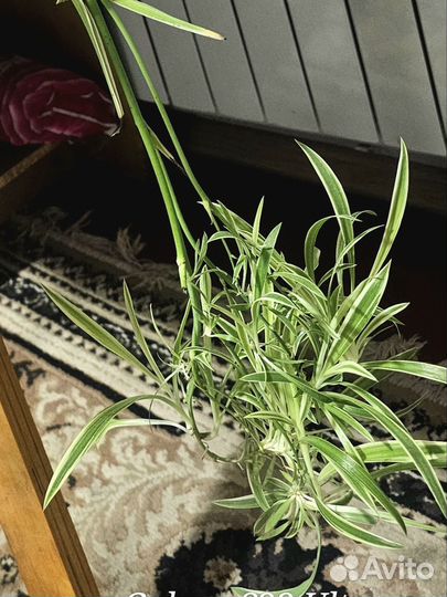 Хлорофитум