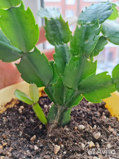 Декабрист Шлюмбергера