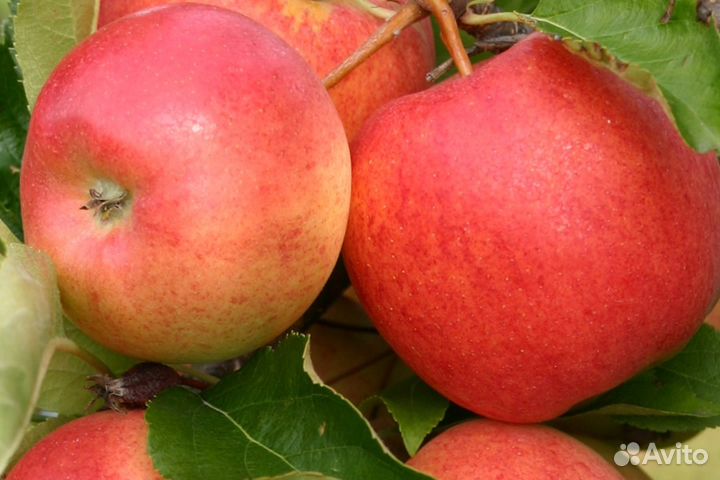 Саженцы плодовых деревьев