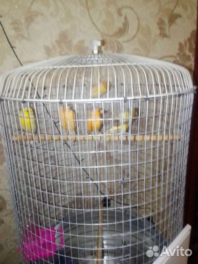 Кенара и канарейки