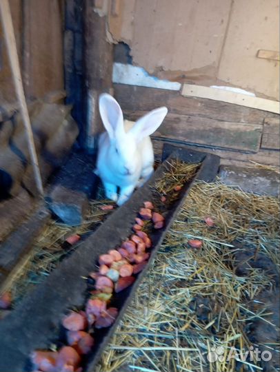 Кролики мясных пород