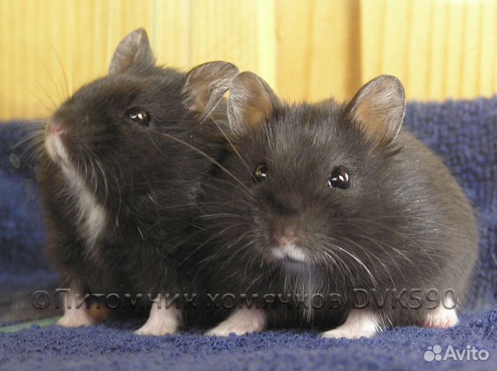 Хомячок + Новая клетка, Корм, Опилки, Доставка