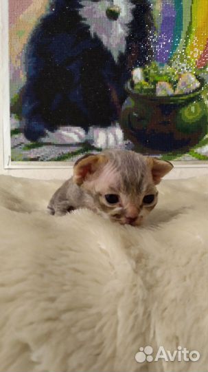 Котята девон-рекс