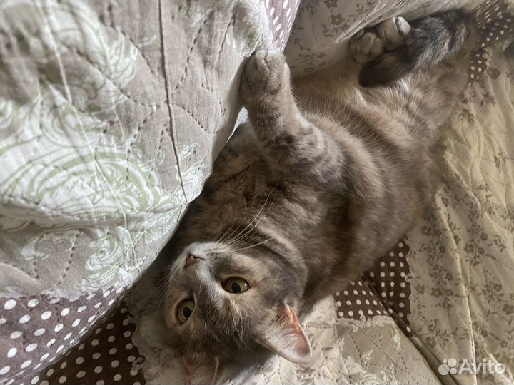 Кошка в дар бесплатно