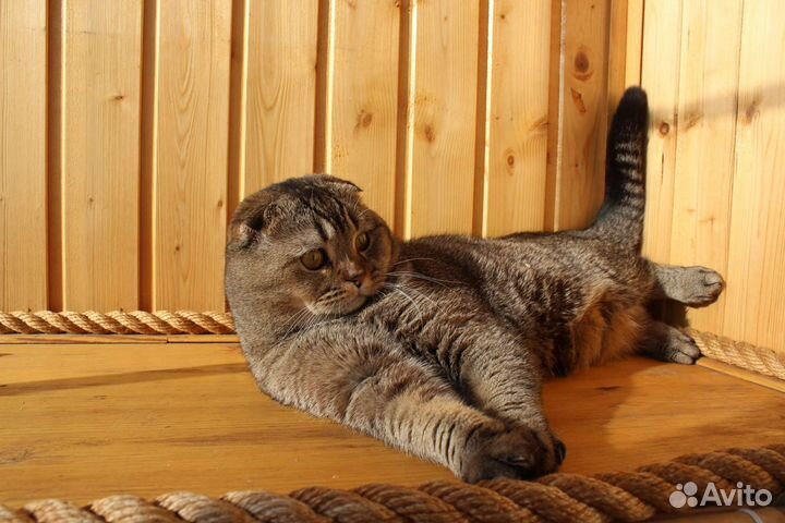 Шотландский вислоухий тикированный кот, вязка