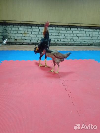 Бойцовые петухи о шамо
