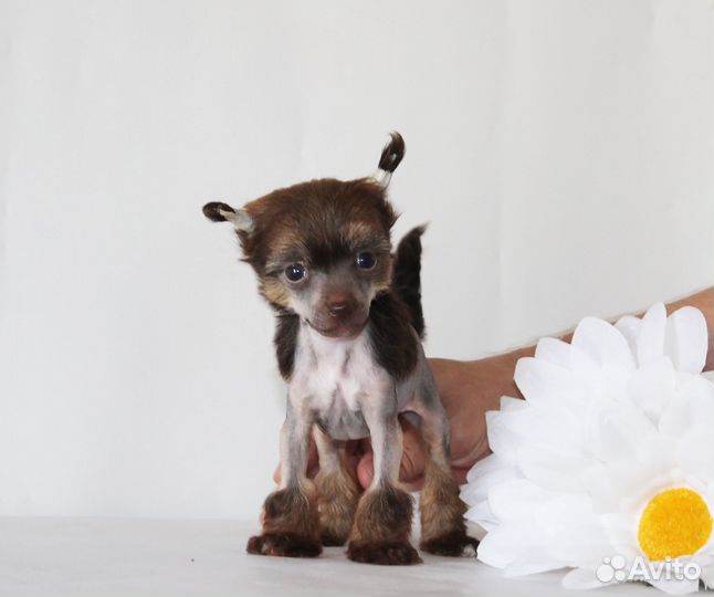 Мини мальчик шоколадного окраса