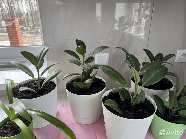 Продам фикусы