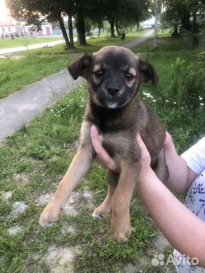 Щенки дворняжки в добрые руки