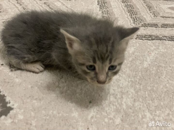 Раздадим котят бесплатно