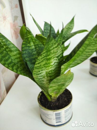 Комнатные цветы