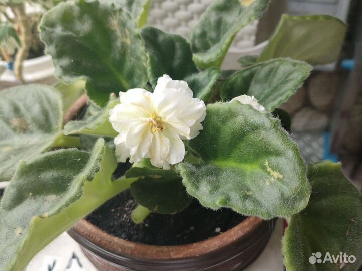 Фиалка бесплатно