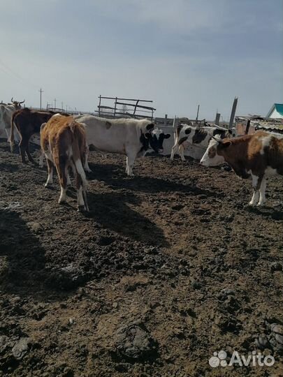 Корова телята и бычки