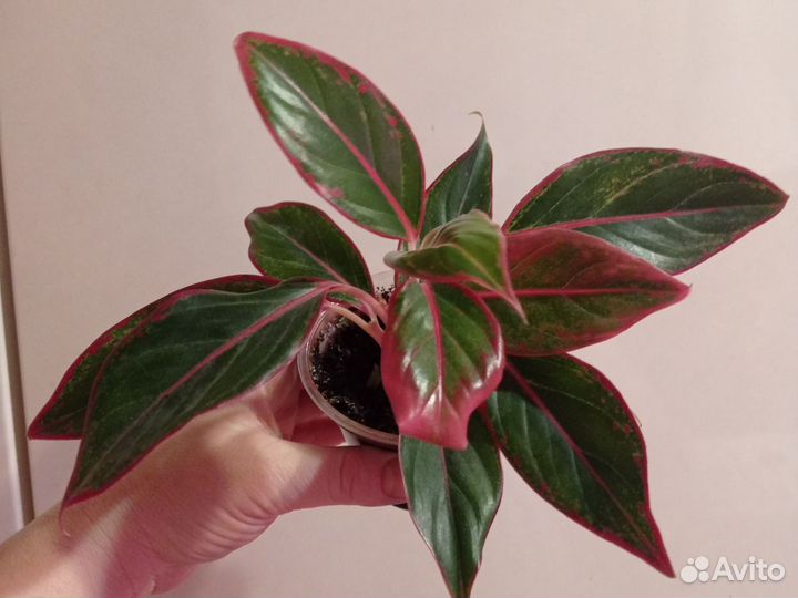 Комнатные цветы