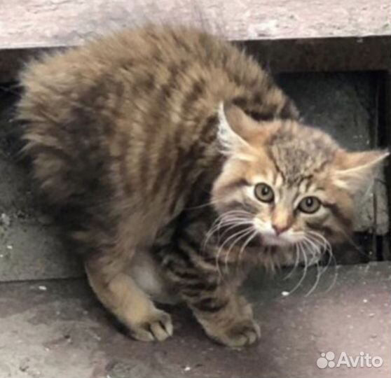 Курильский бобтейл, котенок девочка