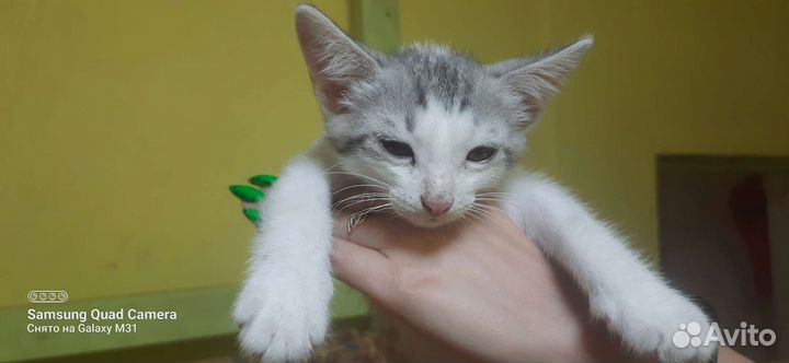 Кошки котята игровые и пушистые